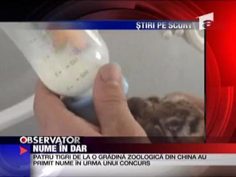 Patru tigri au primit nume in dar