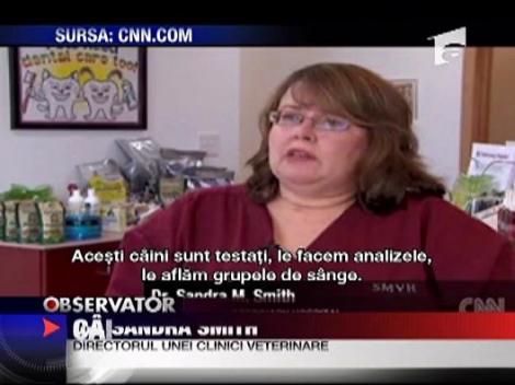 Caini donatori de sange