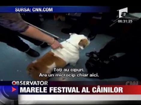 Marele festival al cainilor