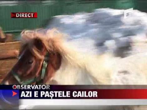 Pastele cailor in Targoviste