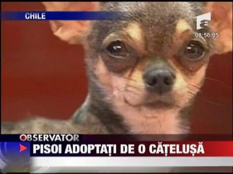 Pisoi adoptati de o catelusa