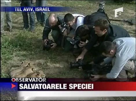 Trei pui de lei la gradina zoologica din Tel Aviv
