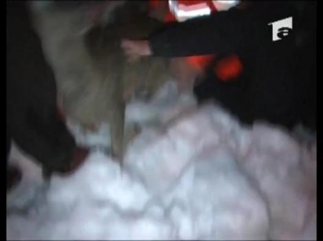 O caprioara a fost salvata de pompieri