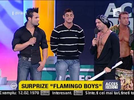 Surprize "Flamingo Boys"
