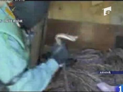 58 de romani arestati in Valencia