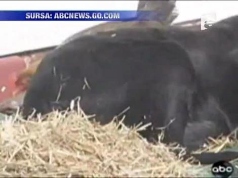 Cainele, prietenul ... gainii