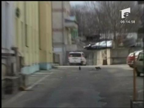 Falsificatori prinsi