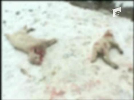 O haita de caini a atacat o stana de oi