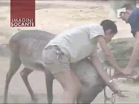 Ingrijitor impuns de ren - IMAGINI SOCANTE