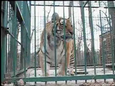 Atacat de tigru la gradina Zoologica