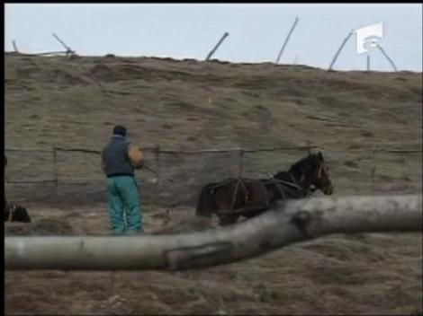 Cal batut cu toporul