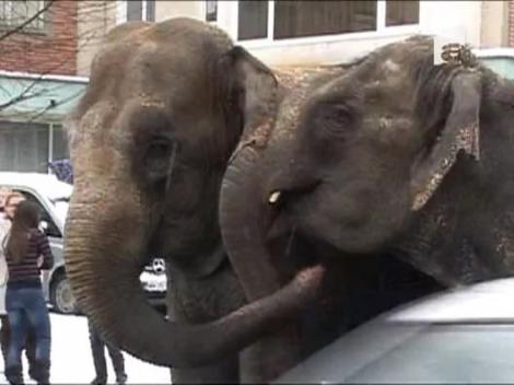 Elefanti la plimbare pe o strada din Baia Mare