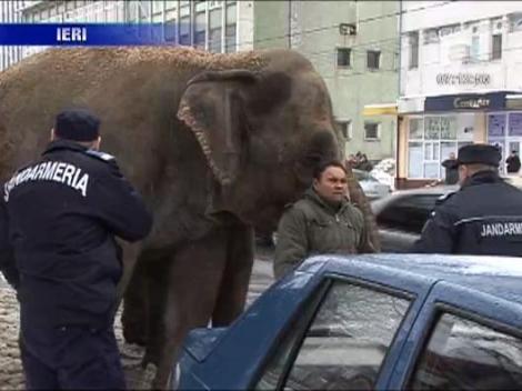 Cu elefantii la plimbare