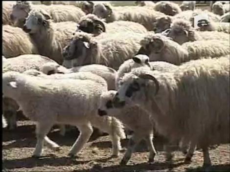 Ciobanii s-au emancipat! Vand mieii pe internet!
