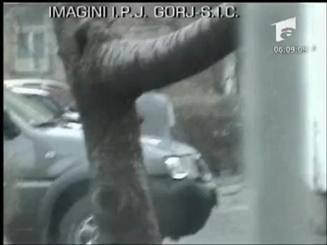 Santajista prinsa in flagrant  de politie