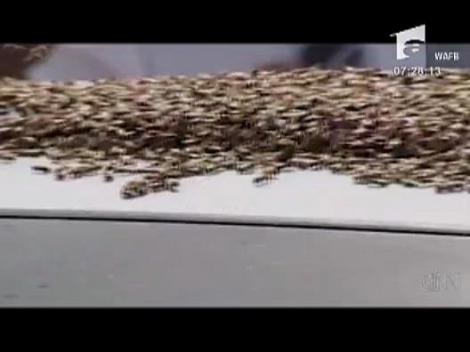 Masina acoperita de albine