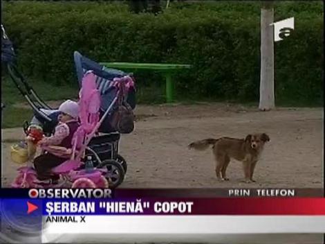 "Hiena" le-a pus gand rau maidanezilor