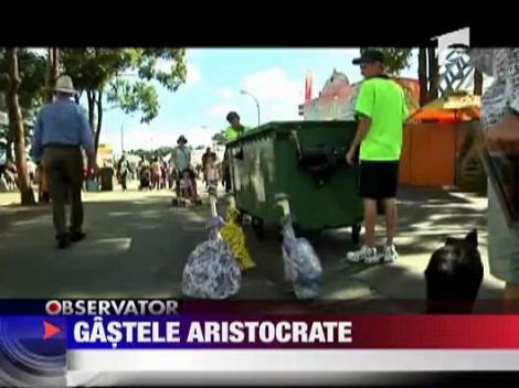 Trei gaste fac furori in Sydney