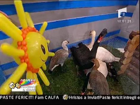 Constantin Enceanu - De-as putea sa opresc timpul