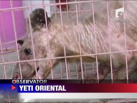 A fost capturat "Yeti oriental"