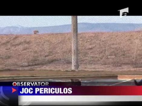 Spectacol uluitor la  un parc zoologic din Arizona