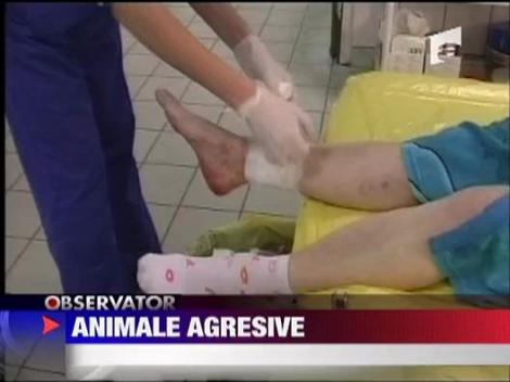 Animale agresive