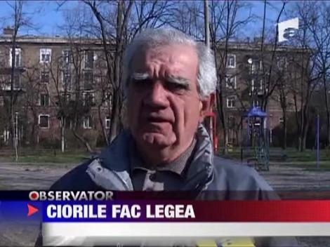 Ciorile fac legea in Ploiesti