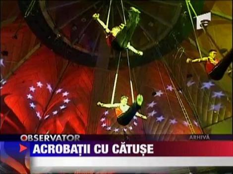 Acrobatii cu catuse! De la circ, in casele oamenilor!