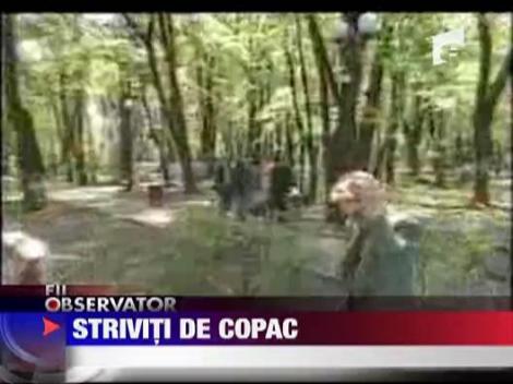 Copii striviti de un copac in Copou - IMAGINI SOCANTE