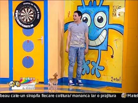 Razvan, alergat prin platou de un chihuahua