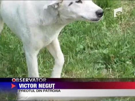 Clopot furat in Dambovita