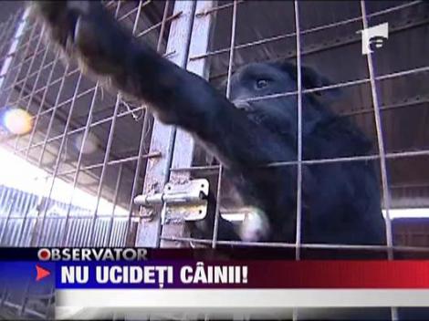 A intrat in greva foamei de dragul cainilor