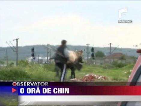 Vaca prinsa in smoala