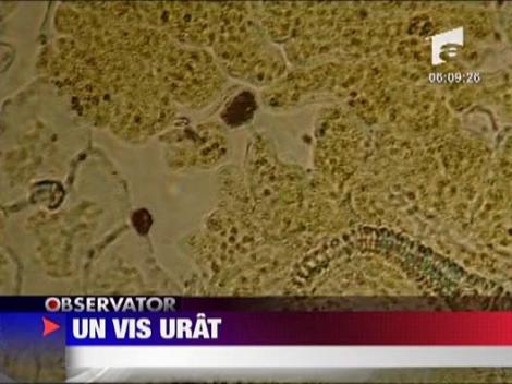 Un vis urat! Noi droguri etnobotanice!