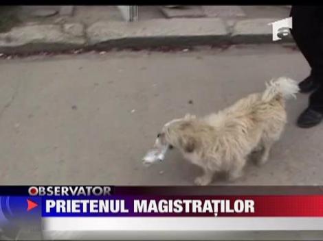 Un caine e cel mai fidel "angajat" al Judecatoriei Petrosani