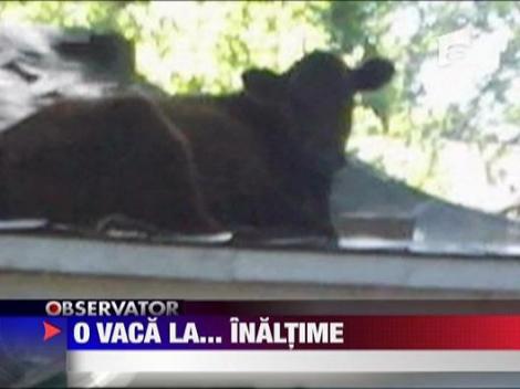 O vaca la... inaltime