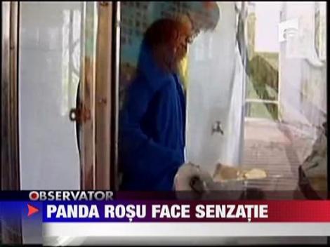 Panda rosu face senzatie