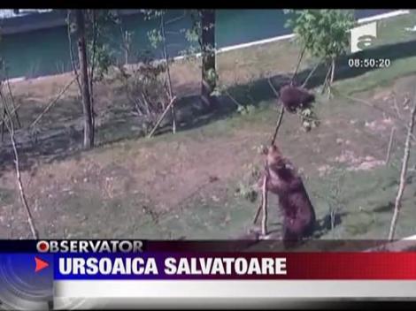 O ursoaica si-a salvat fiica