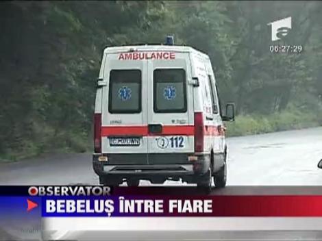 Bebelus intre fiare