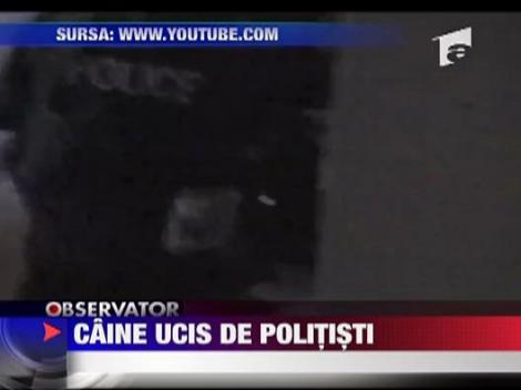 Americanii sunt indignati de un raid al politiei, soldat cu uciderea unui caine