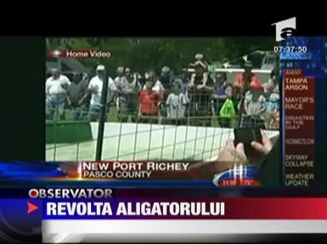 Revolta aligatorului!
