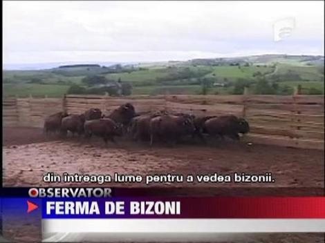 Ferma de bizoni