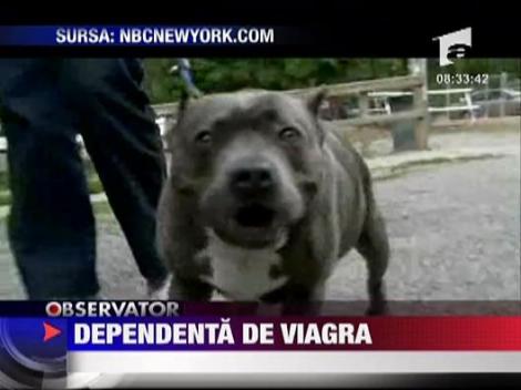 Caine depedent de viagra