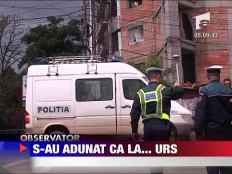 S-au adunat ca la... urs