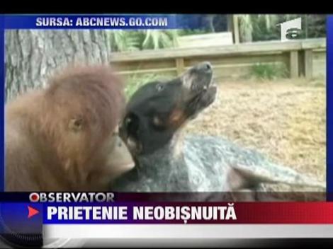 Prietenie neobisnuita! Un caine si un urangutan!