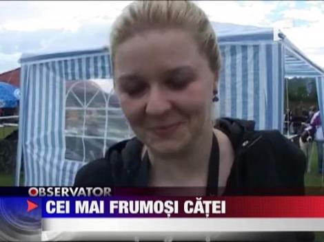 Cei mai frumosi catei