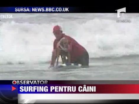 Surfing pentru caini