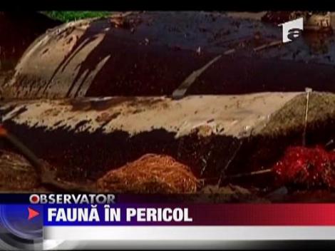 Fauna in pericol! Pelicani acoperiti de petrol