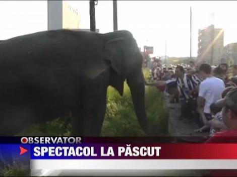 Spectacol la pascut! Elefanti la Drobeta Turnu Severin!