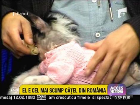 Catelul de 5000 de euro